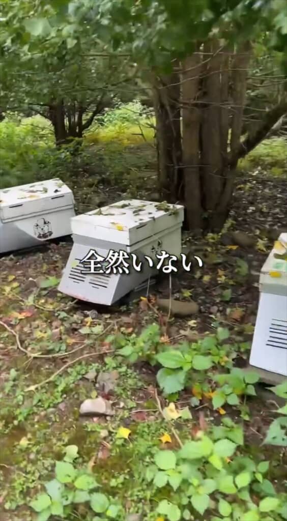 スズメバチが消えた！