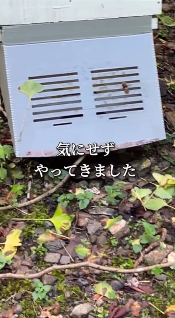 オオスズメバチは気にせずやって来る