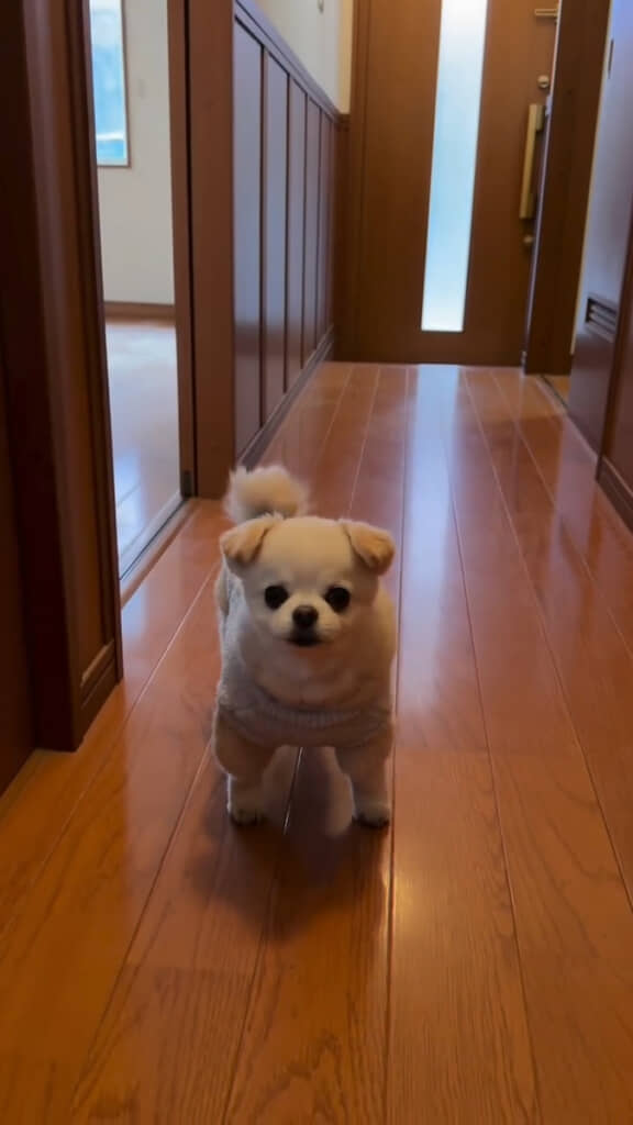 今はおじいちゃんはいない……