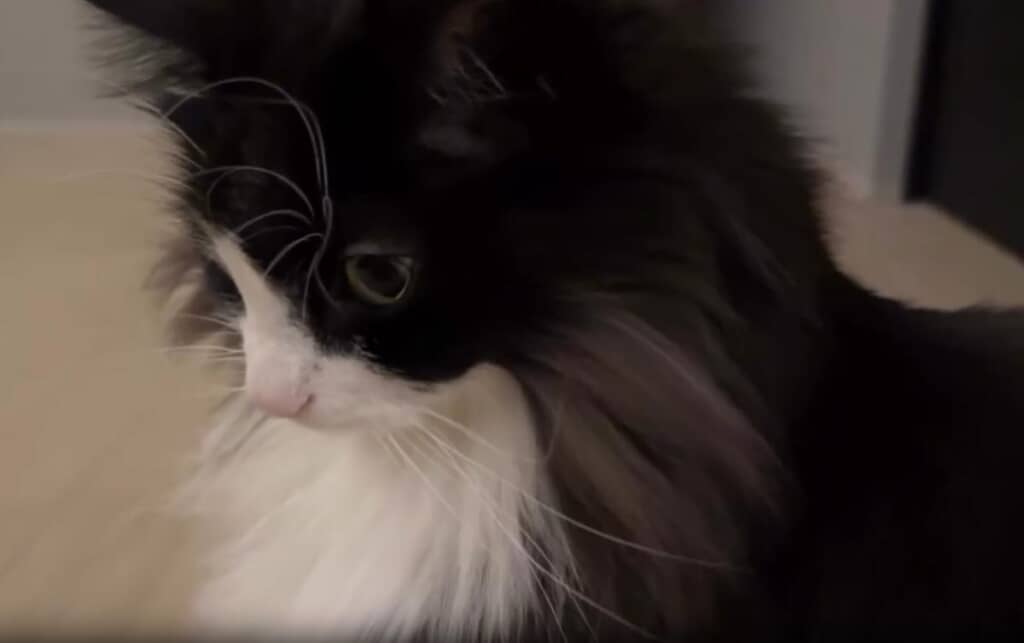 ノルウェージャンフォレストキャットの「もん」ちゃん