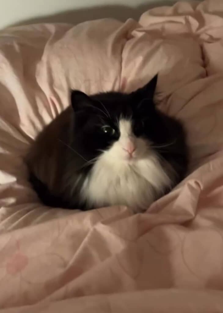 くつろぎモードのもんちゃん