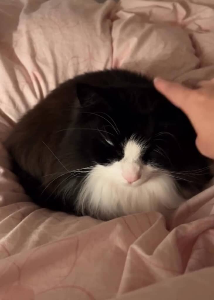 瞬きをする度に白いまぶたが一緒に動いていました