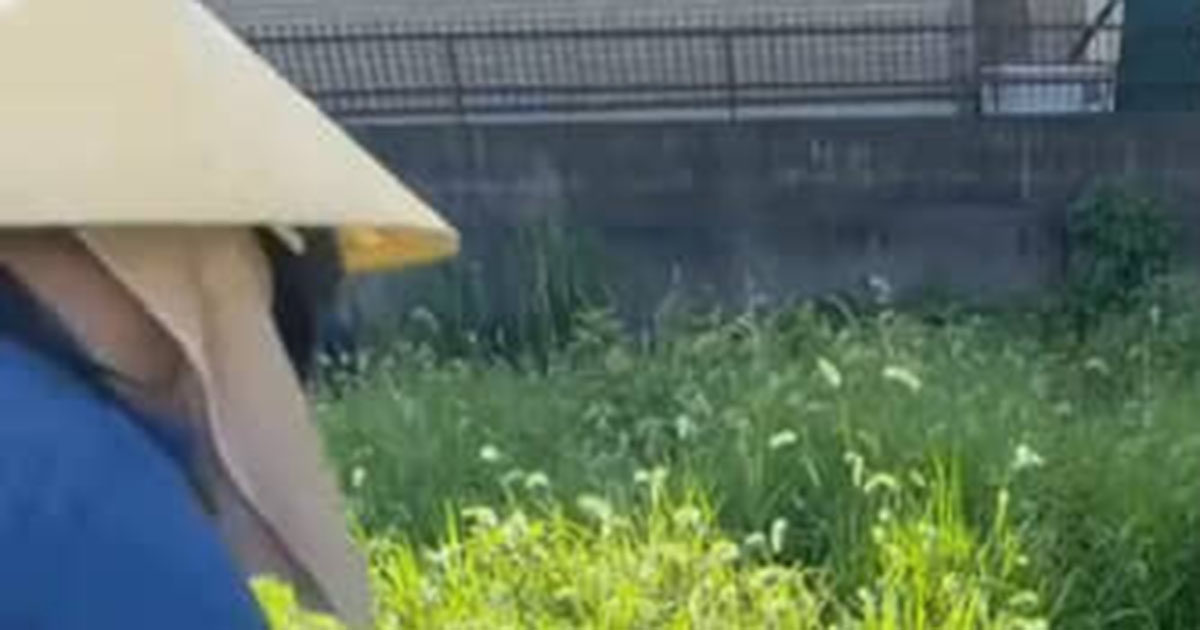 祖父が遺した「雑草ボーボーの荒れ地」→孫がビニールシートを敷いて1週間後……　驚きの光景に「面白いですね」（1/3） | ライフスタイル ねとらぼ