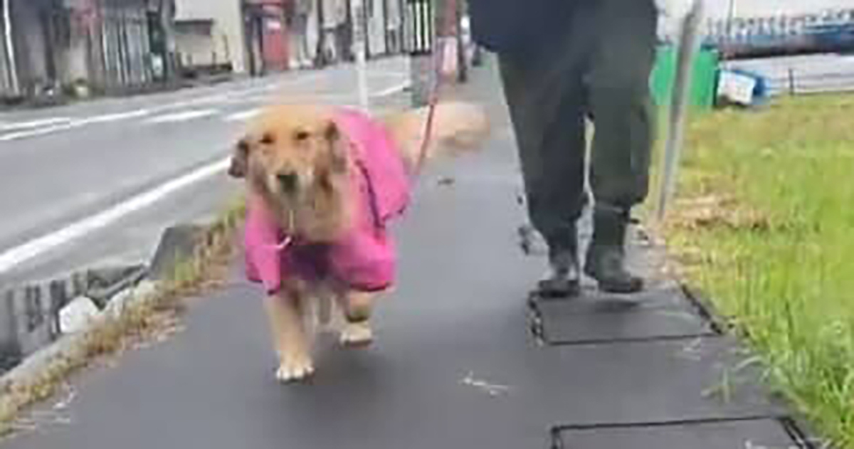 散歩のたびに様子がおかしくなる大型犬→心配で病院に連れて行くと……　予想外の理由に「もうニッコニコ」「可愛いのですワン」（1/2） | 犬 ねとらぼ
