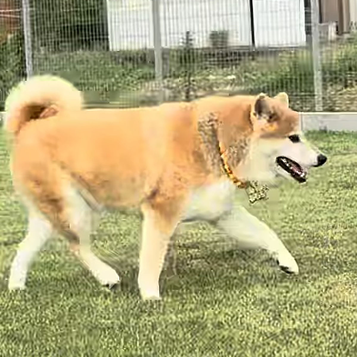 シニアの柴犬にハスキーが突進→次の瞬間……　まさかの反応に「只者じゃないな」「さすが大御所」 | 犬 ねとらぼ