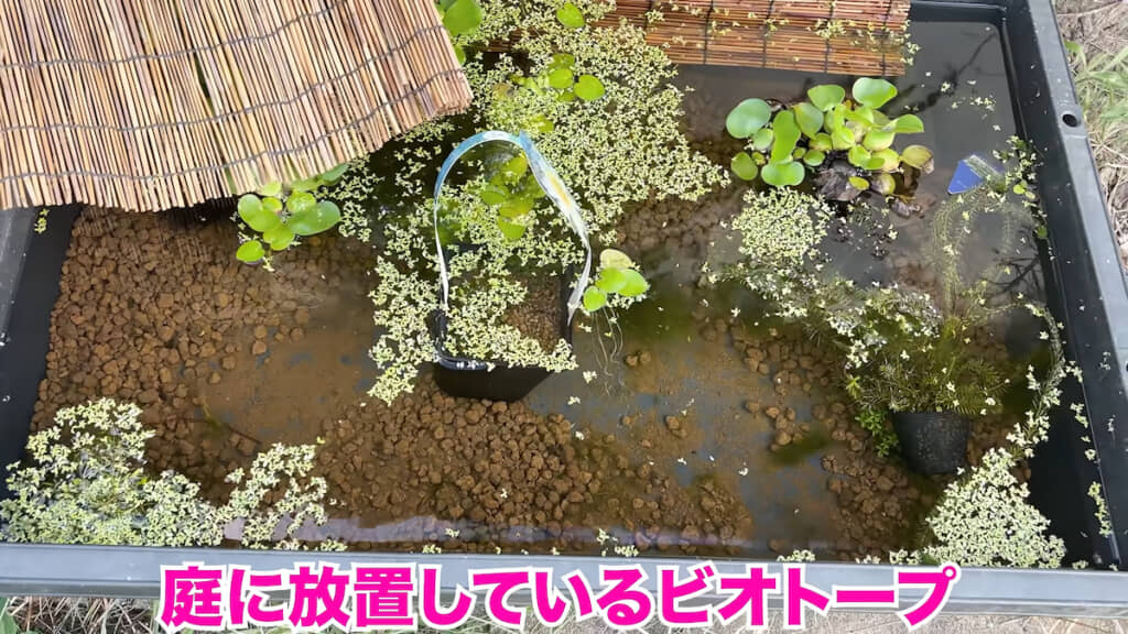 庭で放置しているビオトープで見つけたのは……？