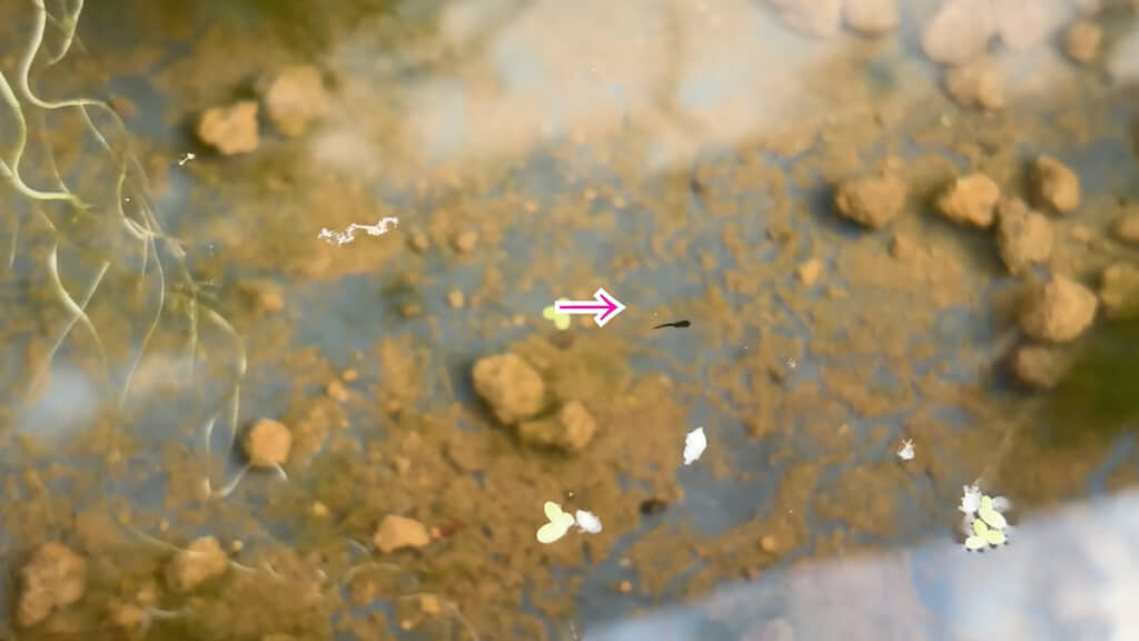 小さなメダカの稚魚らしきものが泳いでいる