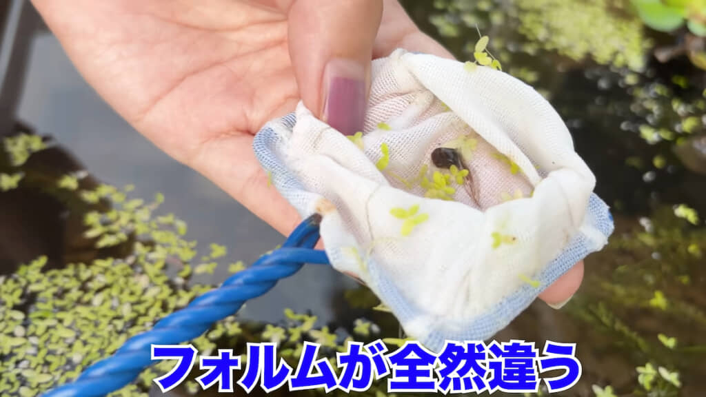 こちらは同じビオトープにいたオタマジャクシ