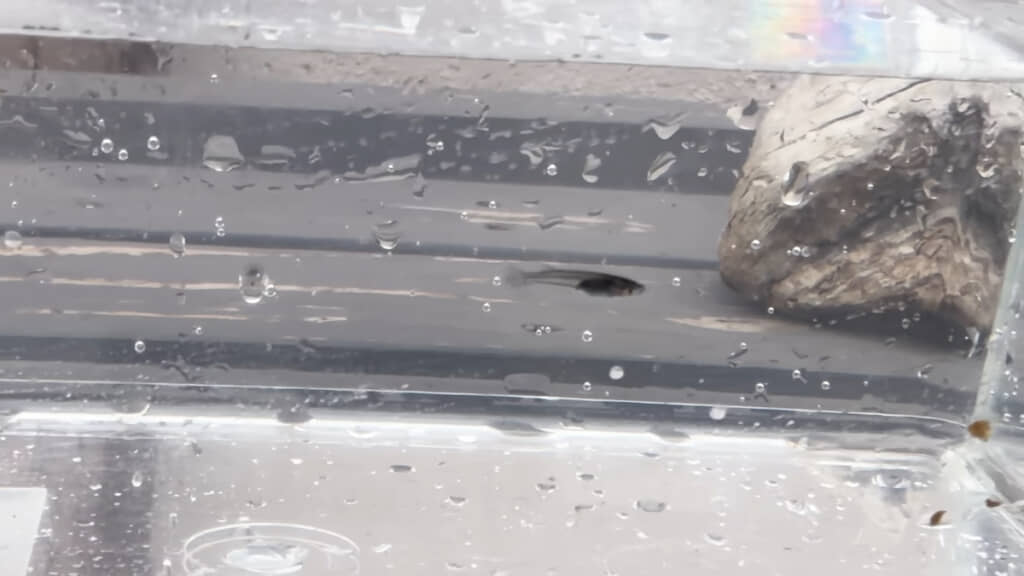 メダカらしくなってきた