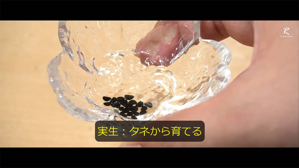 植物を種から育てる「実生」のやり方を教えてくれます