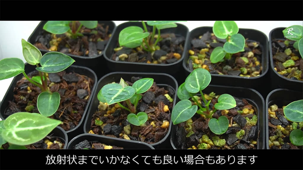小さいうちは「刺激少なめで、やさしく育てる」のがポイントです
