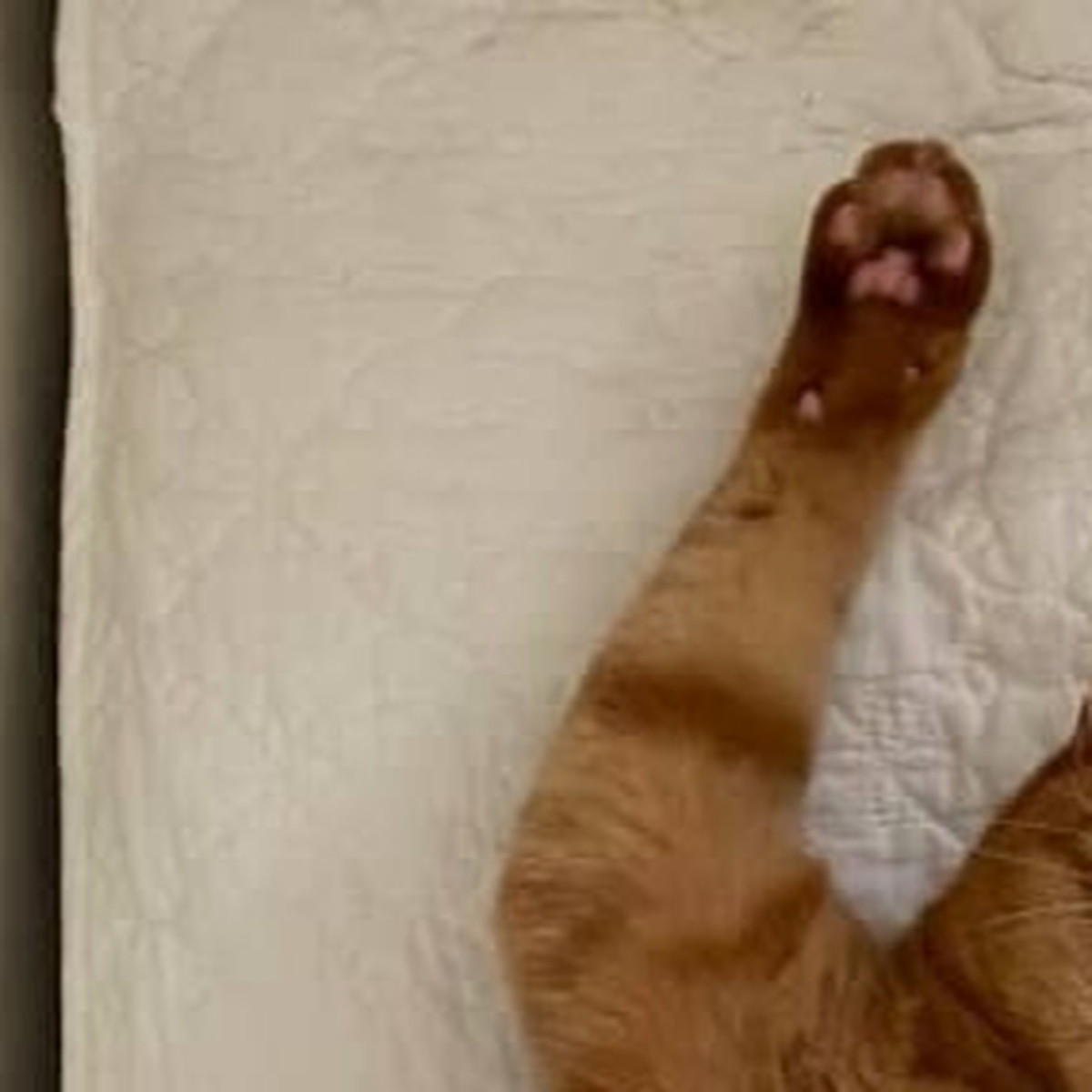 おやつのクリスピーキッスを完食後、2階に上がった猫を追うと……「お外の生活はもう無理だろwww」（1/3） | ライフスタイル ねとらぼ