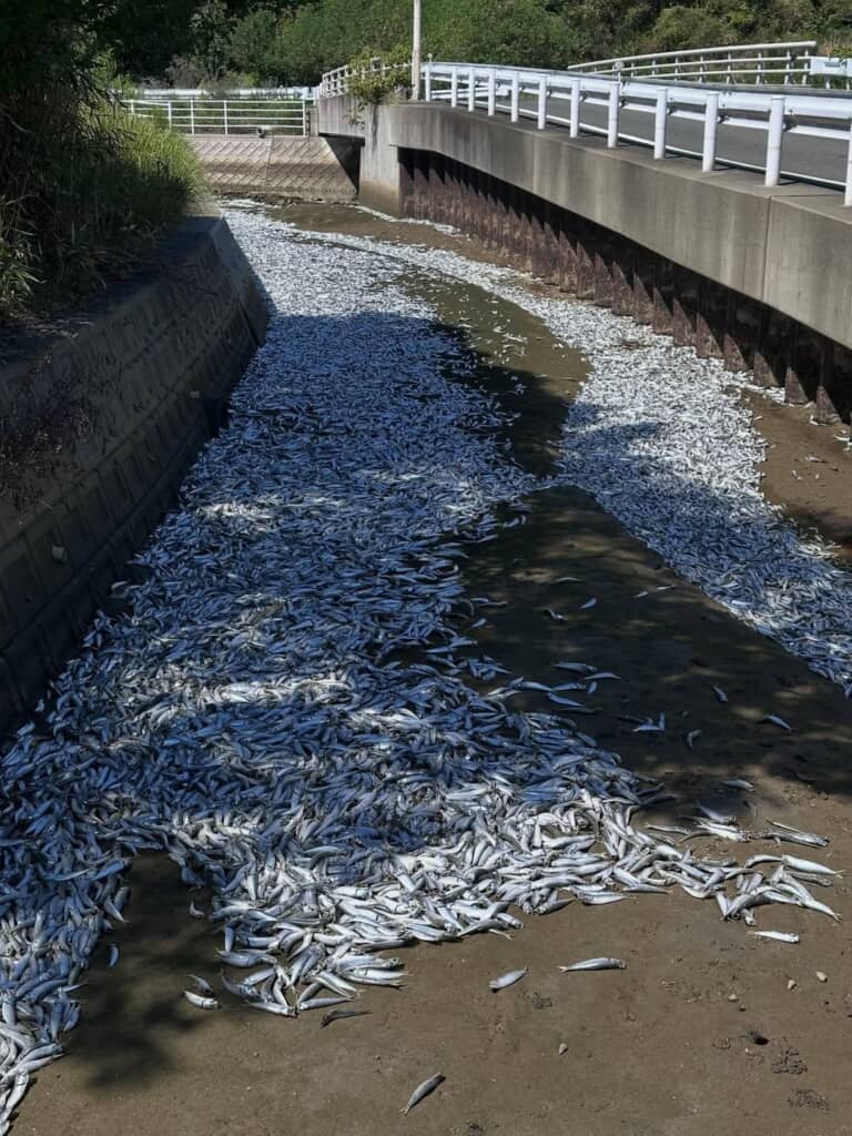 海浜公園近くの川底に転がっている大量の魚の亡骸
