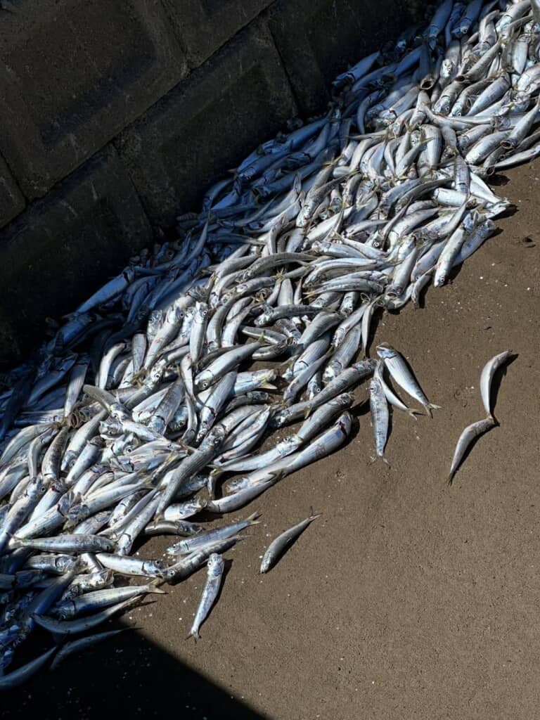 川底に転がっている魚の亡骸