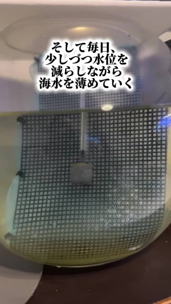 手作りの足場を設置し、見守る