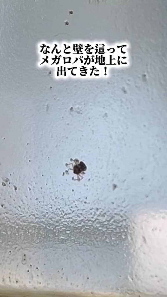 壁にくっついたメガロパを発見