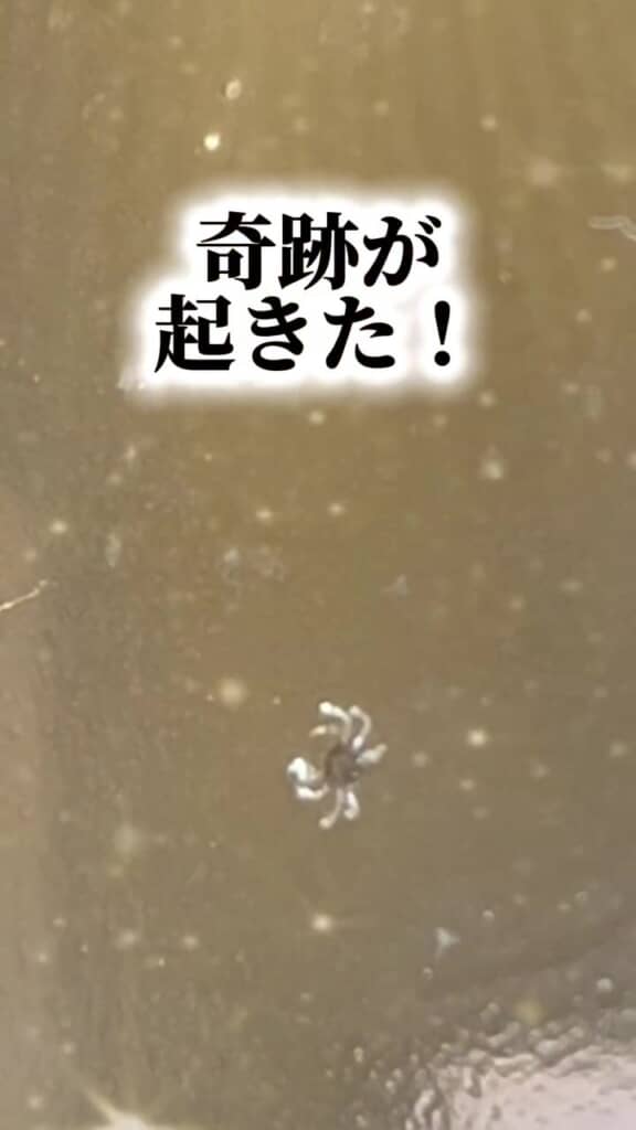 翌朝には「稚ガニ」へ成長した姿を確認しました