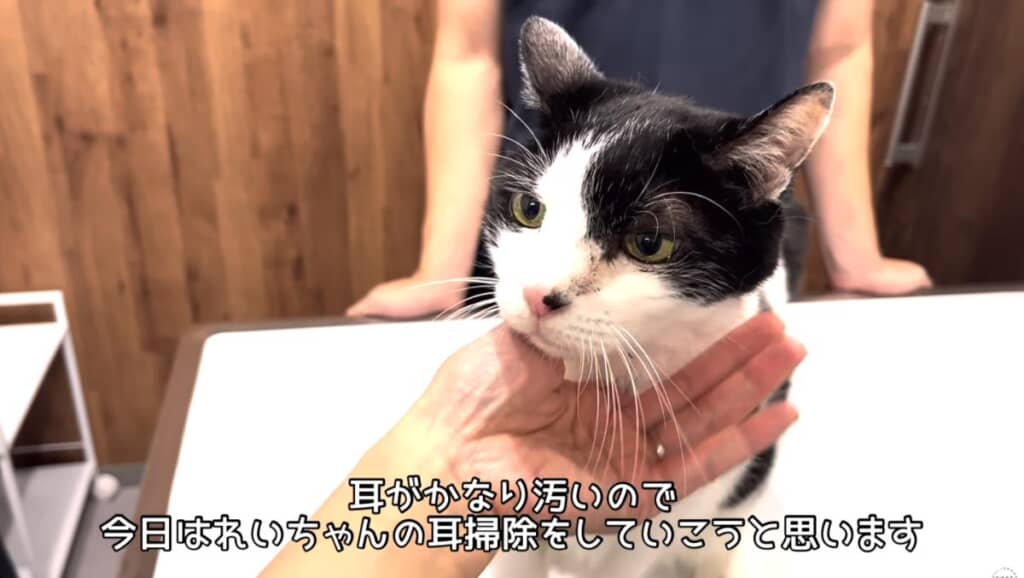 久々の耳掃除をするれいちゃん