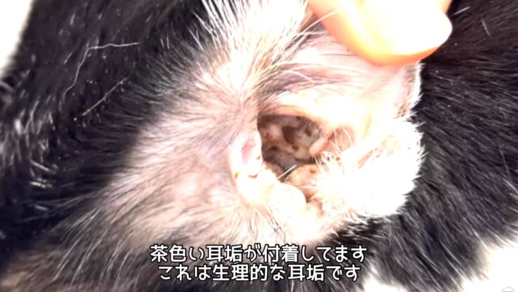 茶色くてベタベタした耳垢が付着