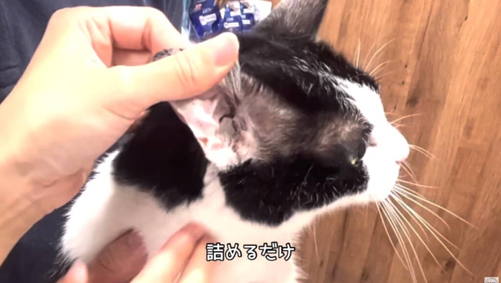 洗浄液で浸したコットンを猫の耳に詰めて根本をモミモミ