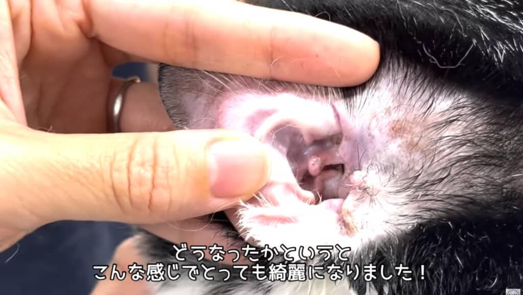 耳垢が取れてきれいに!