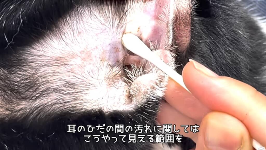 綿棒は見える部分のみ