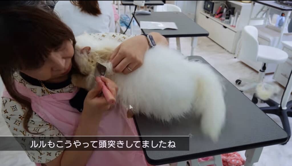 お父さんの「ルル」くんに似て甘えんぼう