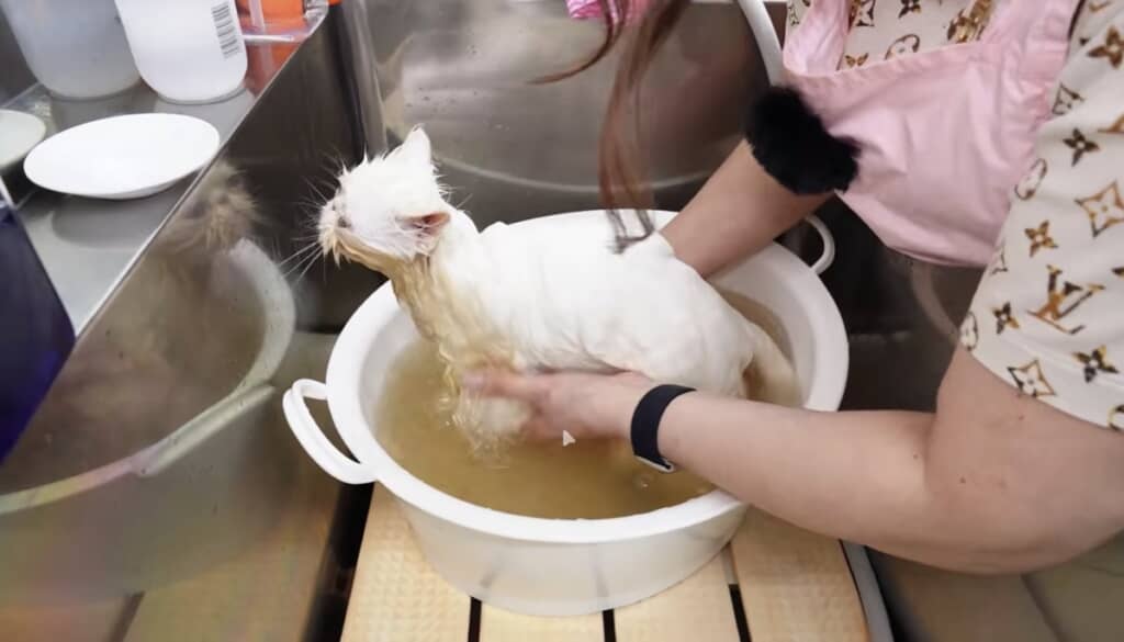 あっという間にお湯が茶色くなりました