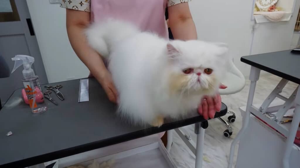 お手入れ後、こんなにふわっふわ！