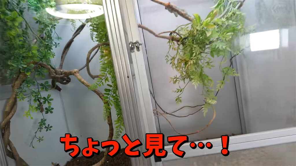 片足がないカメレオンのケージをのぞいてみると……