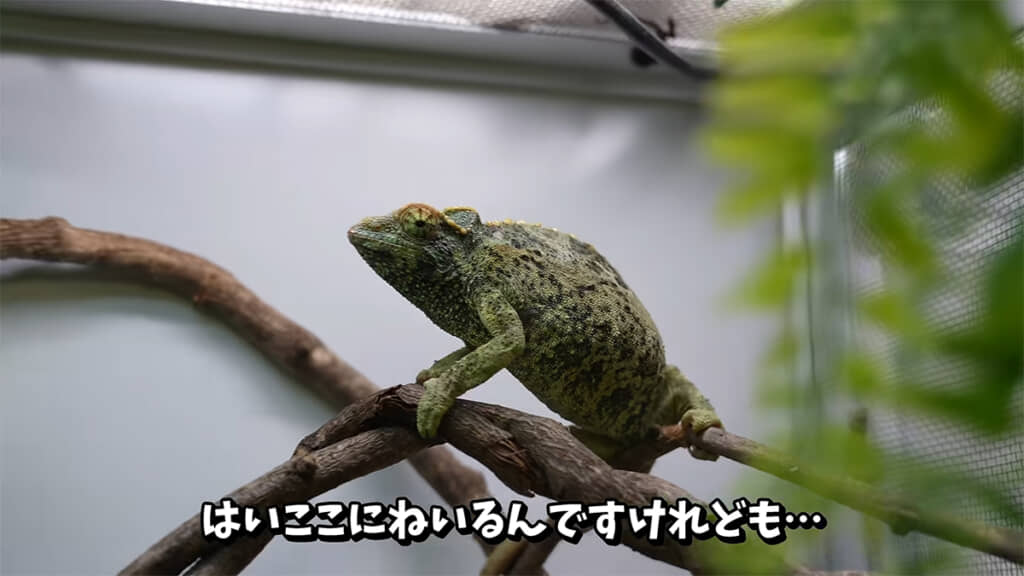 片足がないカメレオンはお母さんになっていました