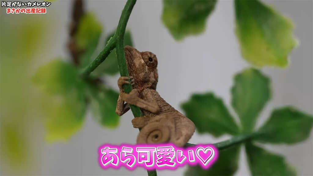 ケージの至る所に赤ちゃんカメレオンの姿が