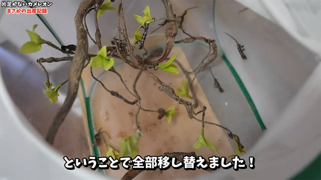 26匹ものベビーが産まれていました