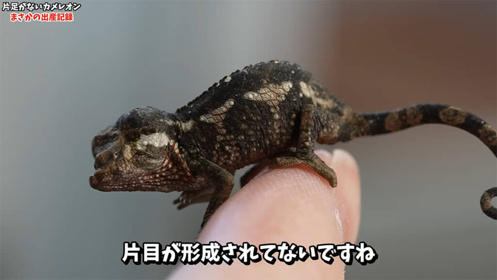 片目が欠損していました