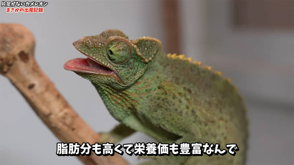 産後のお母さんカメレオン、食欲旺盛です