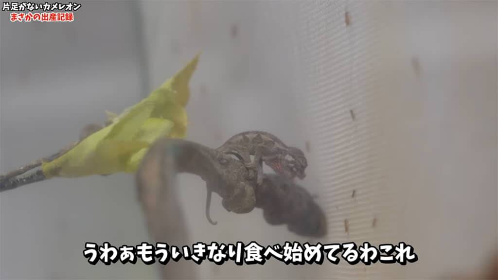 生まれた直後のベビーたち、すぐにコオロギを食べ始めました