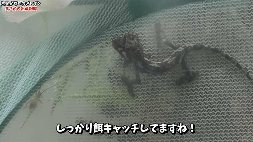 片目というハンデを物ともしていないようです