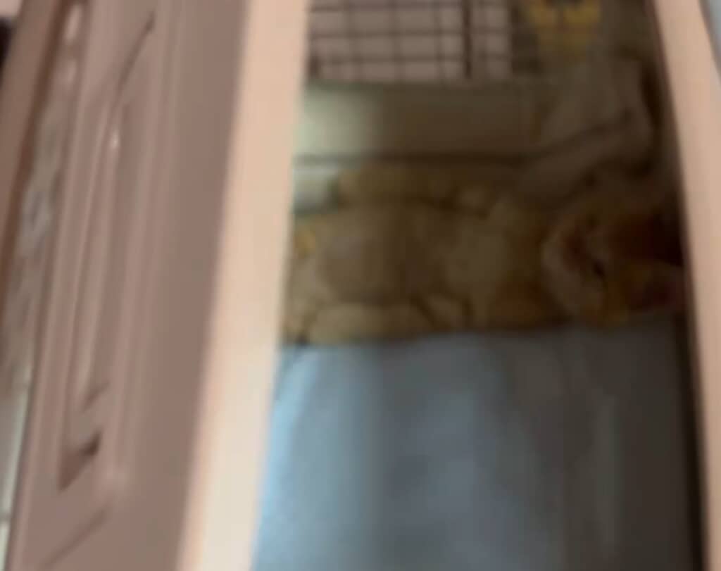 キャリーを開けると、奥に子猫の姿が