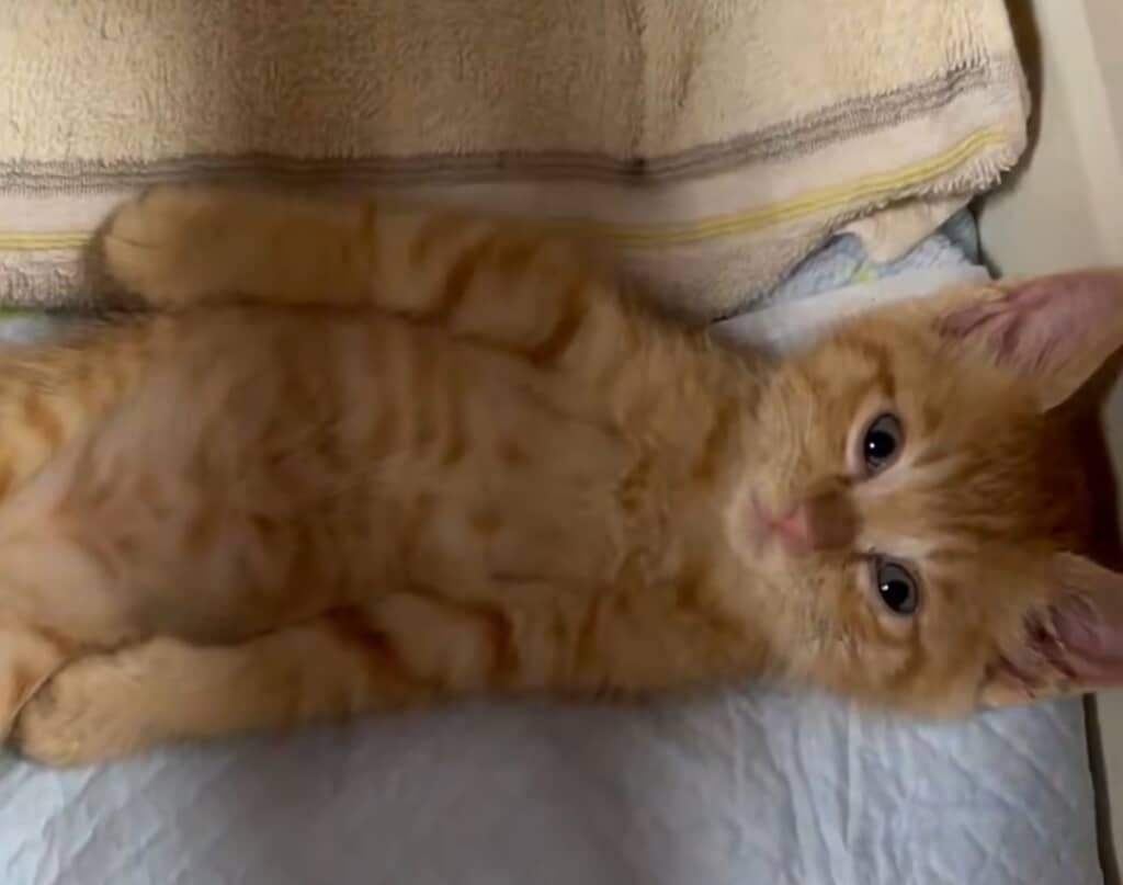 落ち着き払った表情まで愛らしい茶トラの子猫