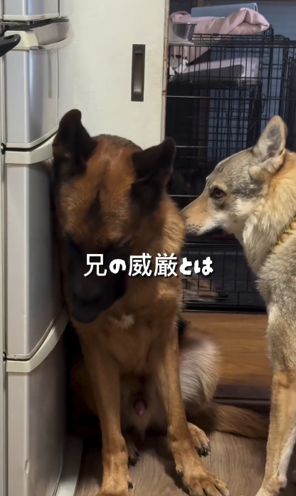威厳ゼロな姿も