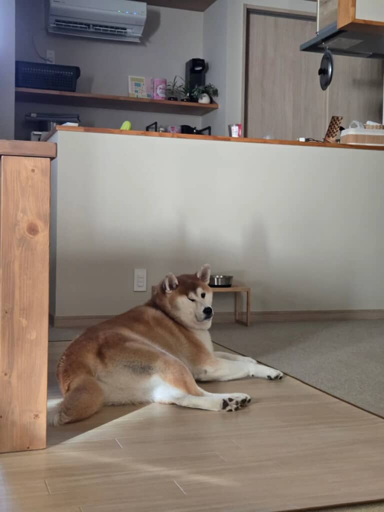 貫禄のある寝姿