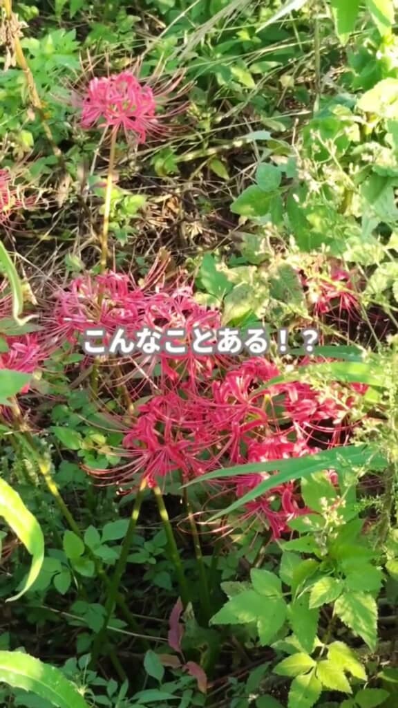 通学路のボランティア花壇