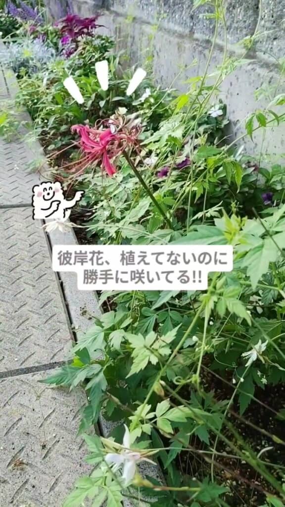 植えてないのに咲いた彼岸花