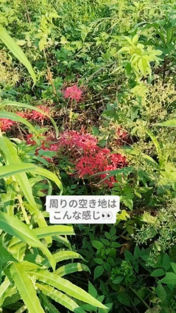 近くの空き地に咲く彼岸花
