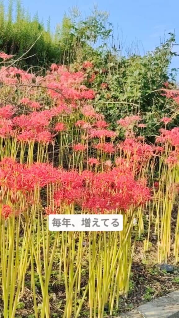 彼岸花の群生