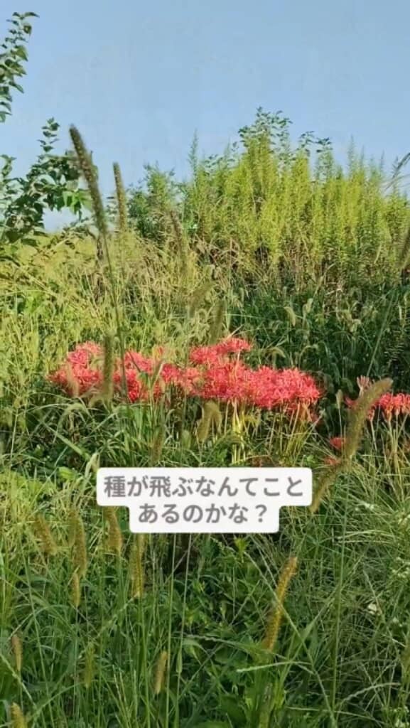 彼岸花の種って飛ぶ?