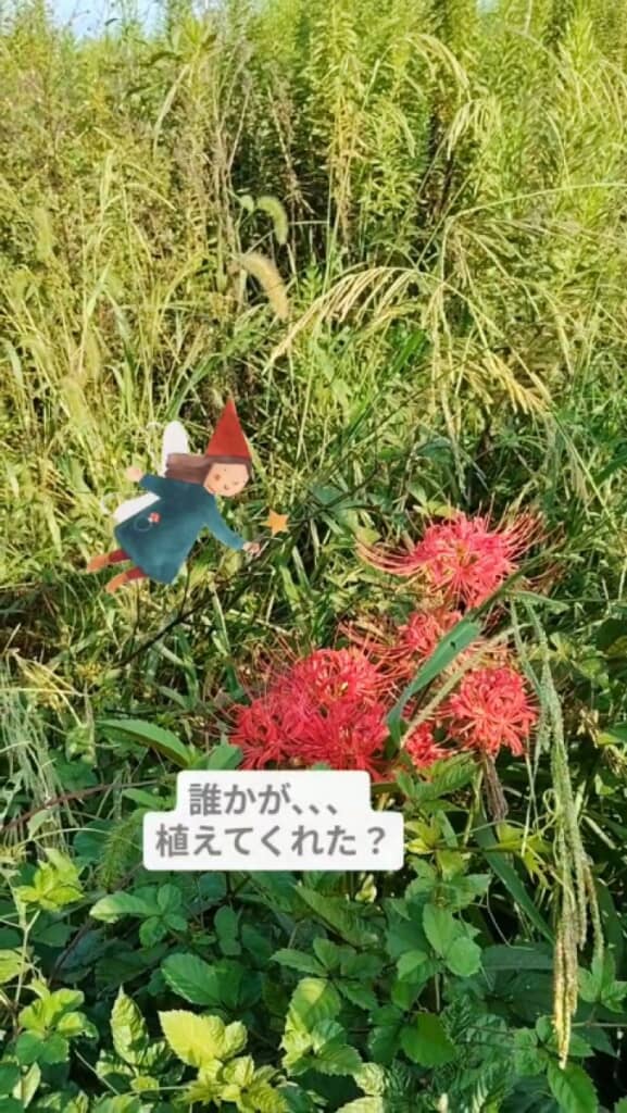 誰かが植えた……?