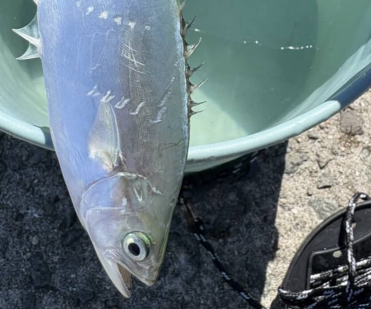 大阪の海で釣れた“謎の魚”→正体は沖縄や鹿児島でおなじみの「イケカツオ」 意外な出会いに「見たことない」と149万表示(1/2) | その他生き物 ねとらぼ