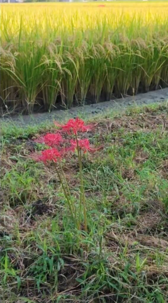 彼岸花のミステリー