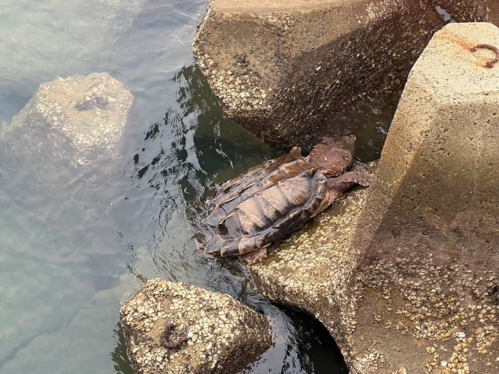 海にワニガメ、現る